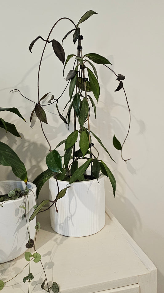 Hoya Carnosa | Indoor House Plant
