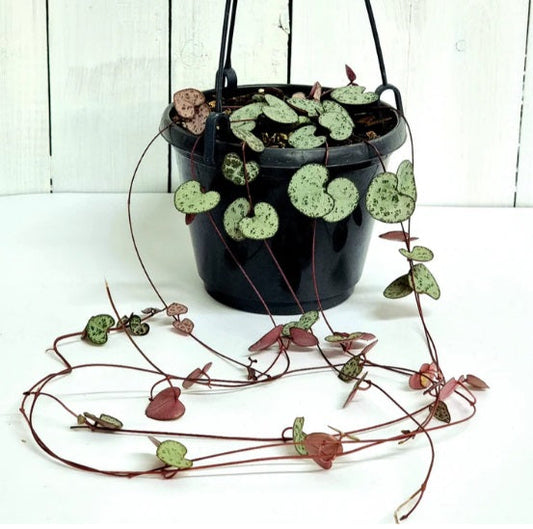 Large Chain of Hearts | Indoor Plant
