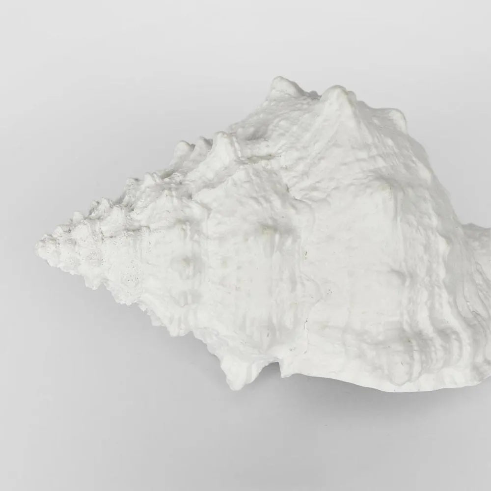 White Sea Shell Decor