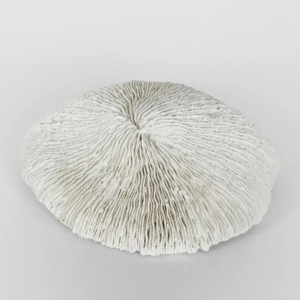 White Sea Urchin Decor