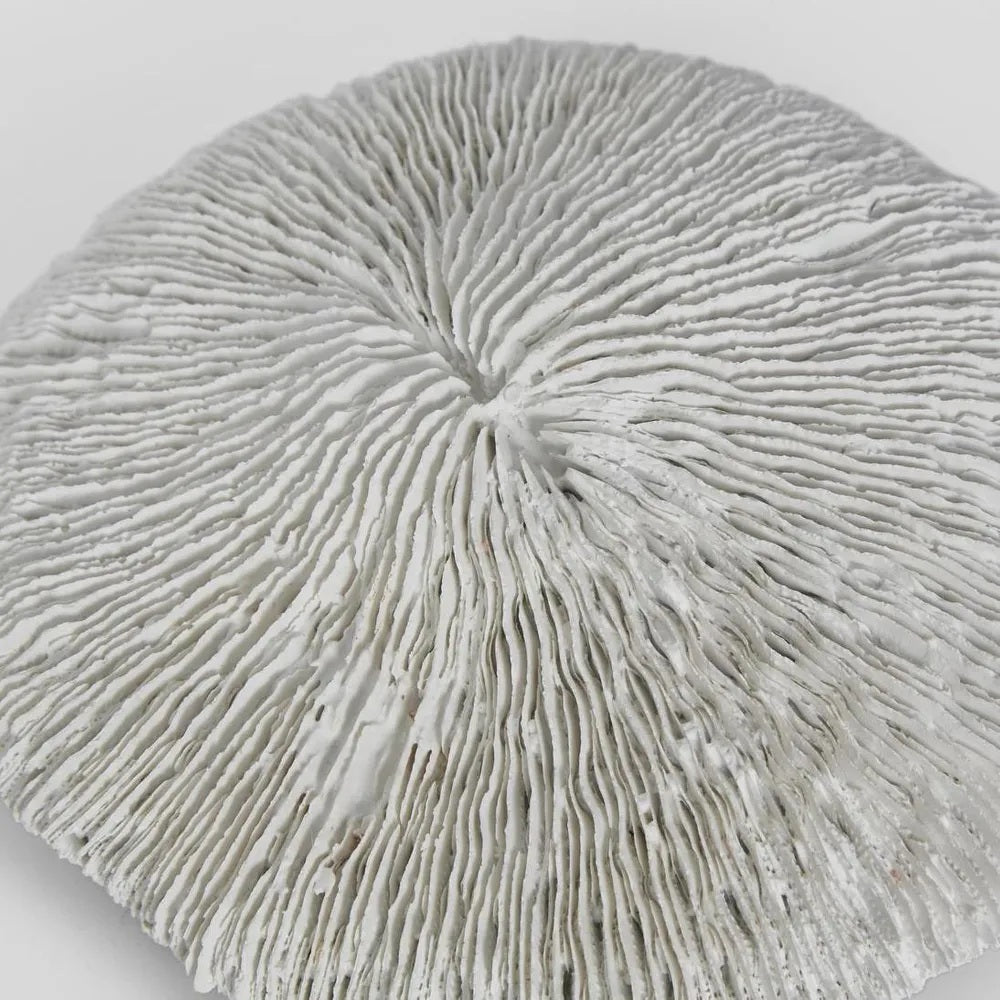 White Sea Urchin Decor