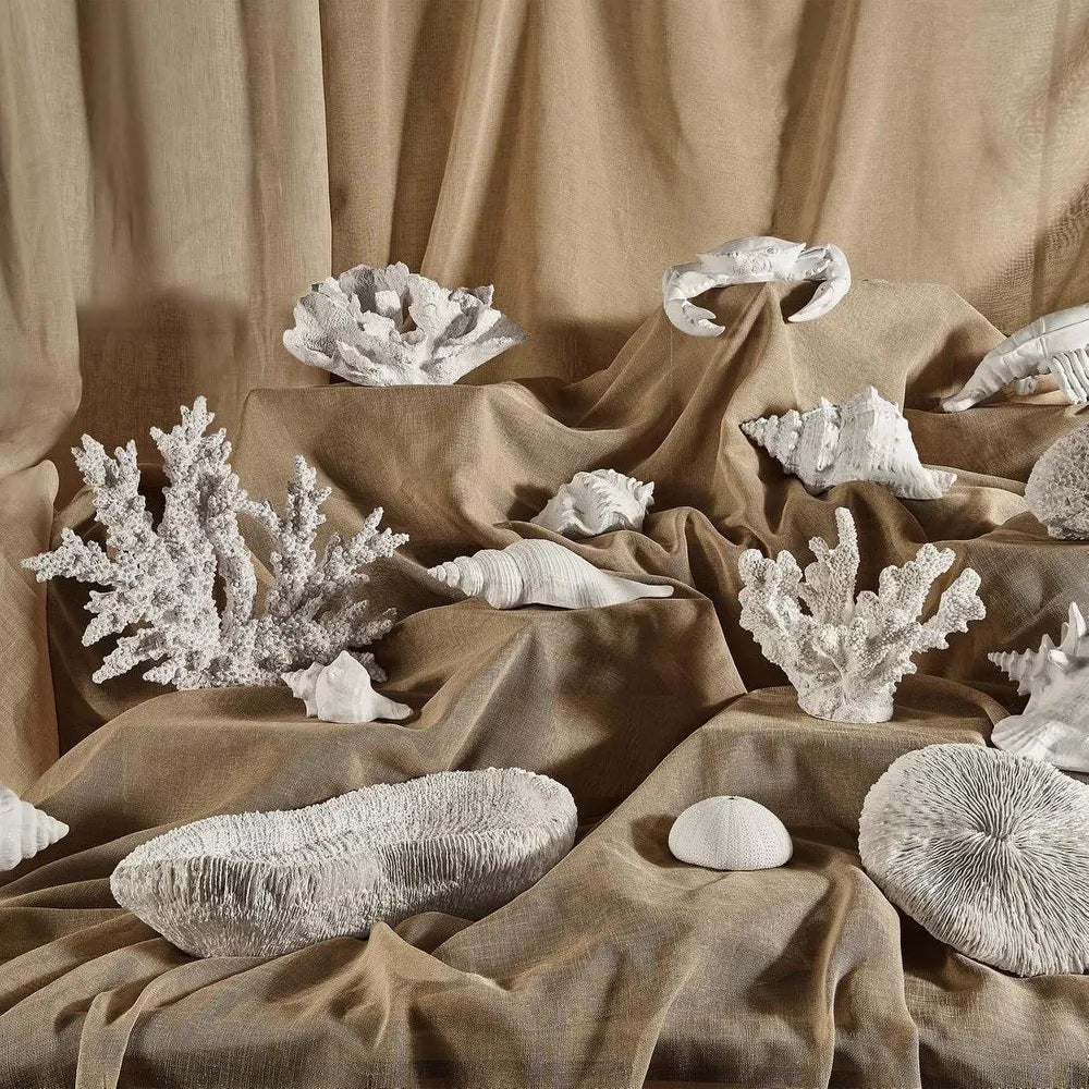 White Sea Shell Decor