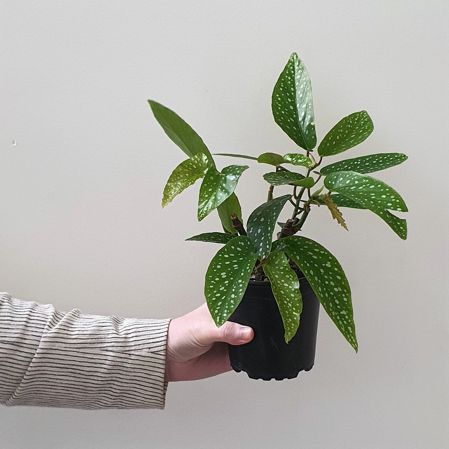 Angel Wing Begonia | Indoor Plant