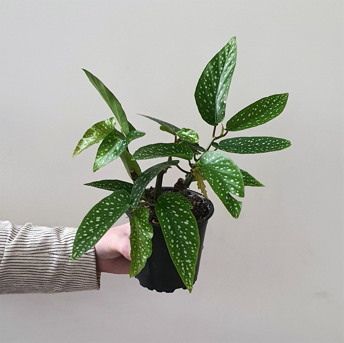 Angel Wing Begonia | Indoor Plant