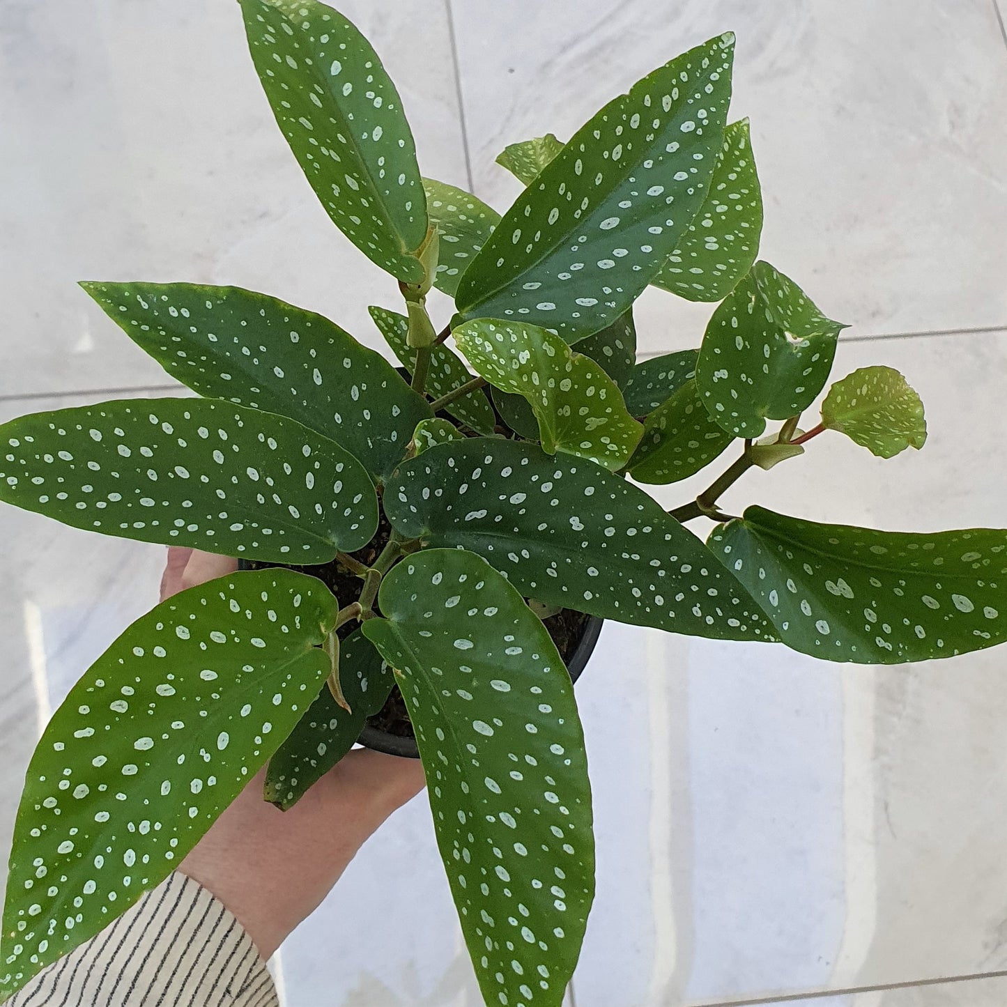 Angel Wing Begonia | Indoor Plant