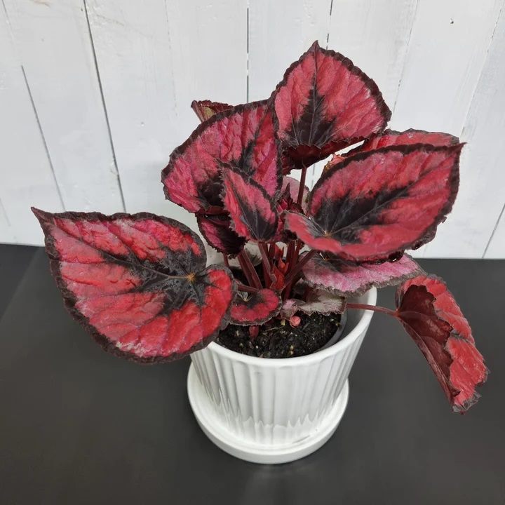 Begonia Red Kiss | Indoor Plant