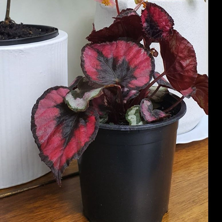 Begonia Red Kiss | Indoor Plant