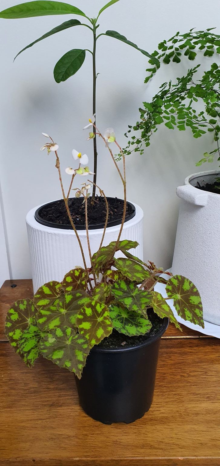 Begonia Tiger Paws/ Eyelash | Indoor Plant