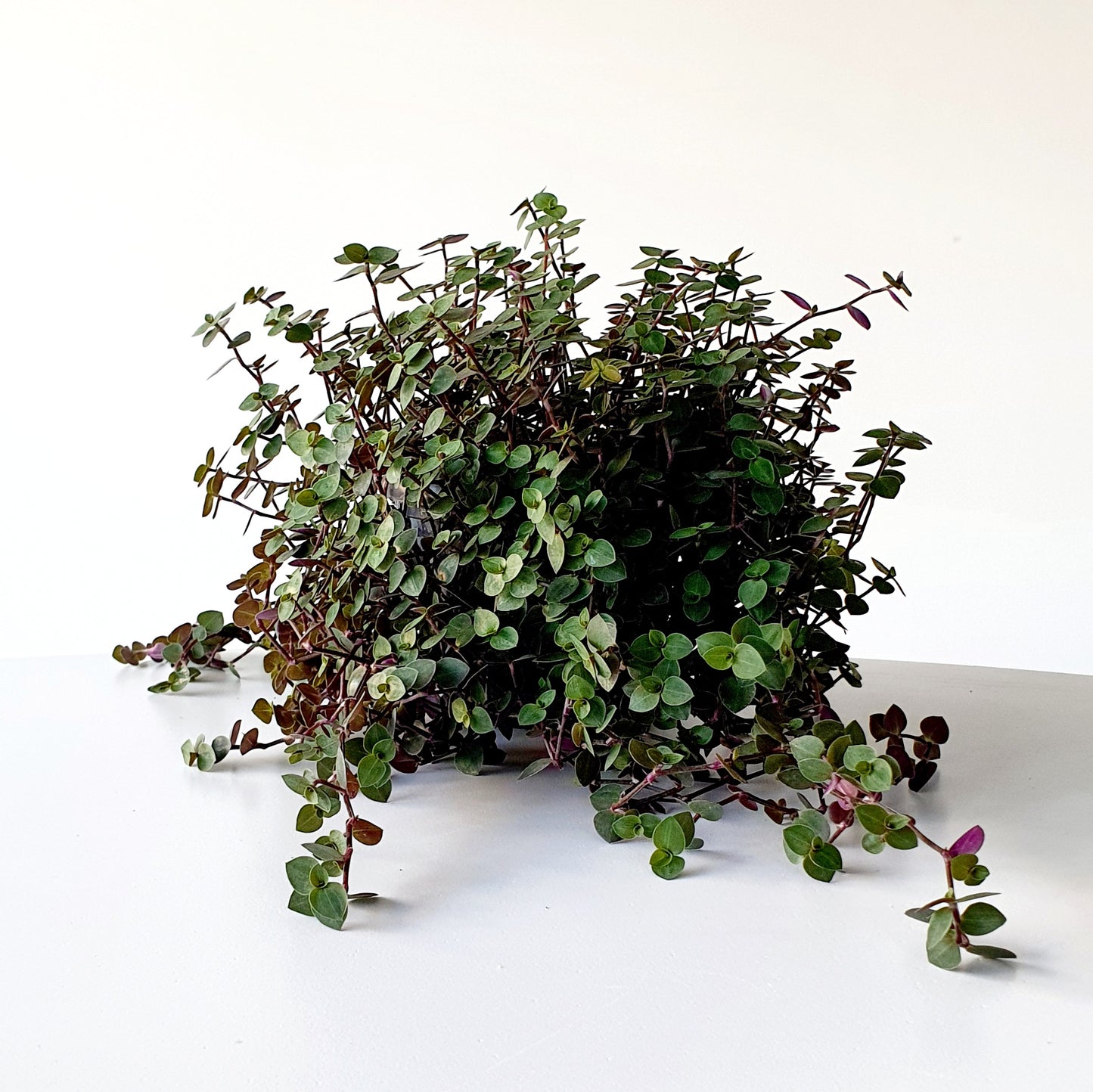 Callisia Repens - Bubbles | Indoor Plant