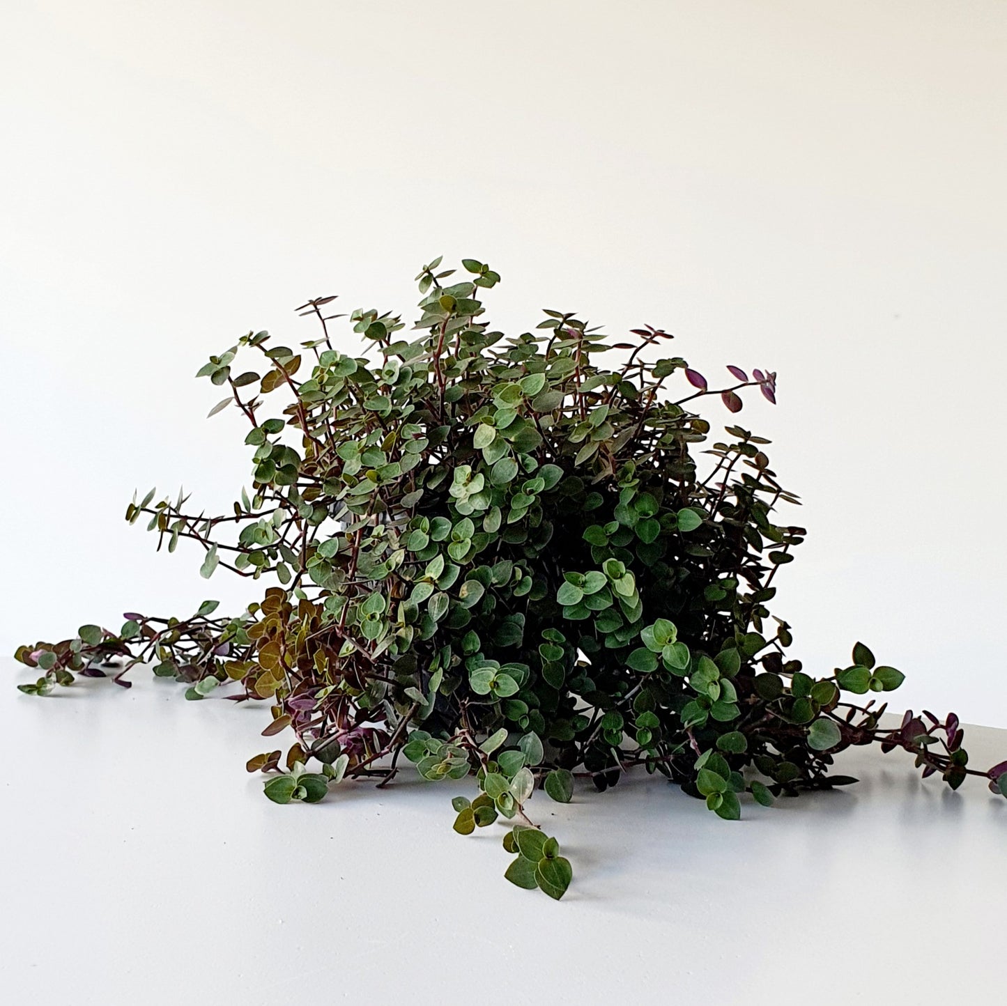 Callisia Repens - Bubbles | Indoor Plant