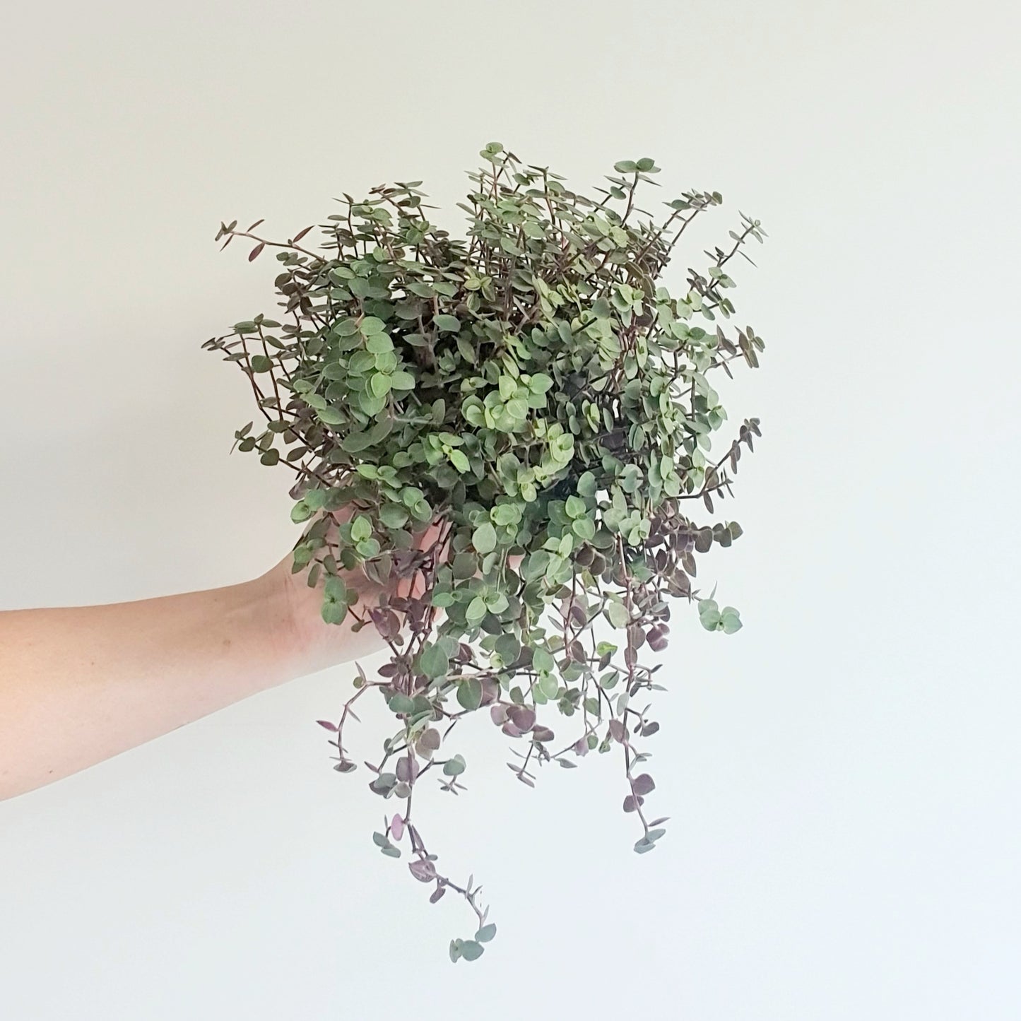 Callisia Repens - Bubbles | Indoor Plant
