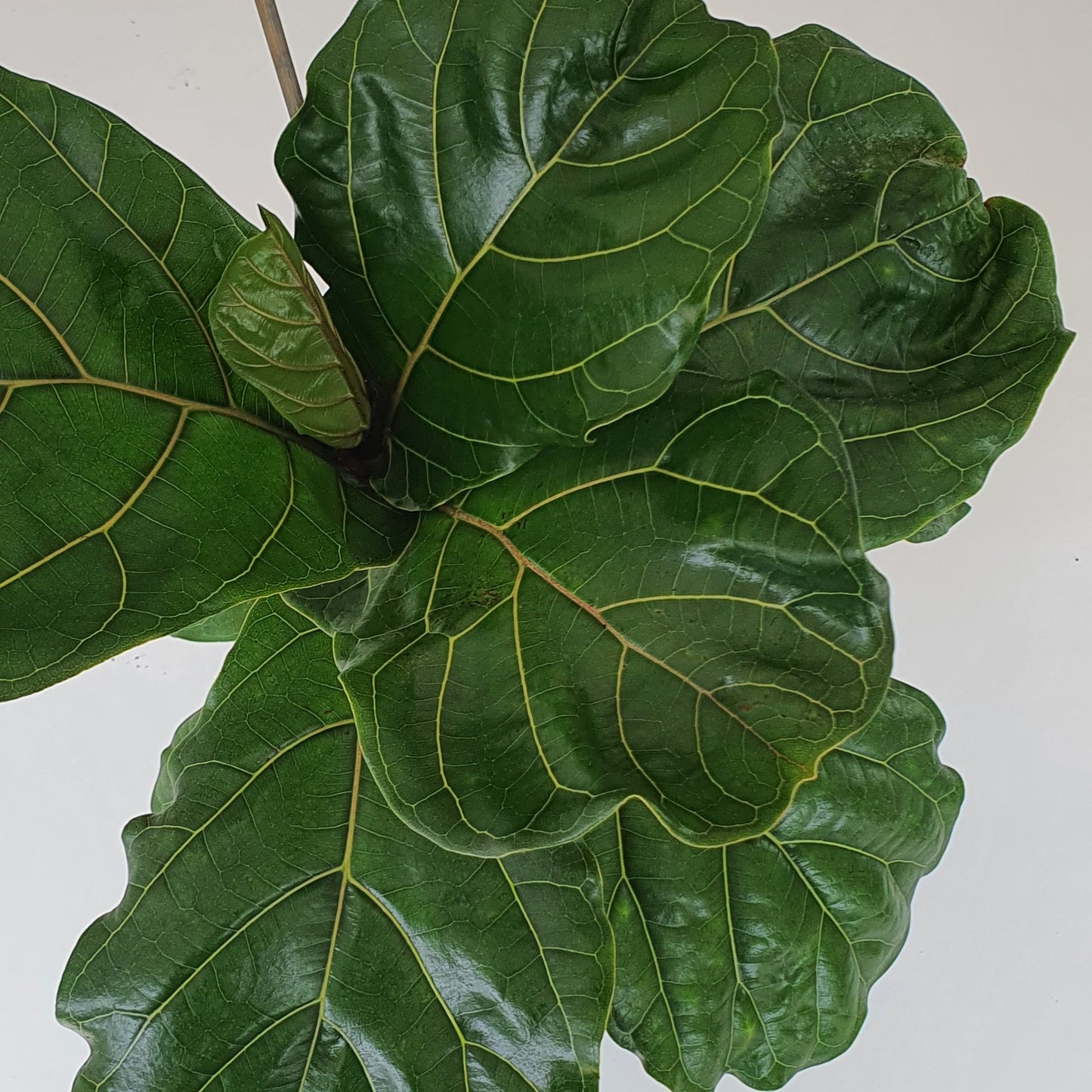 Fiddle Leaf Fig | Indoor Plant