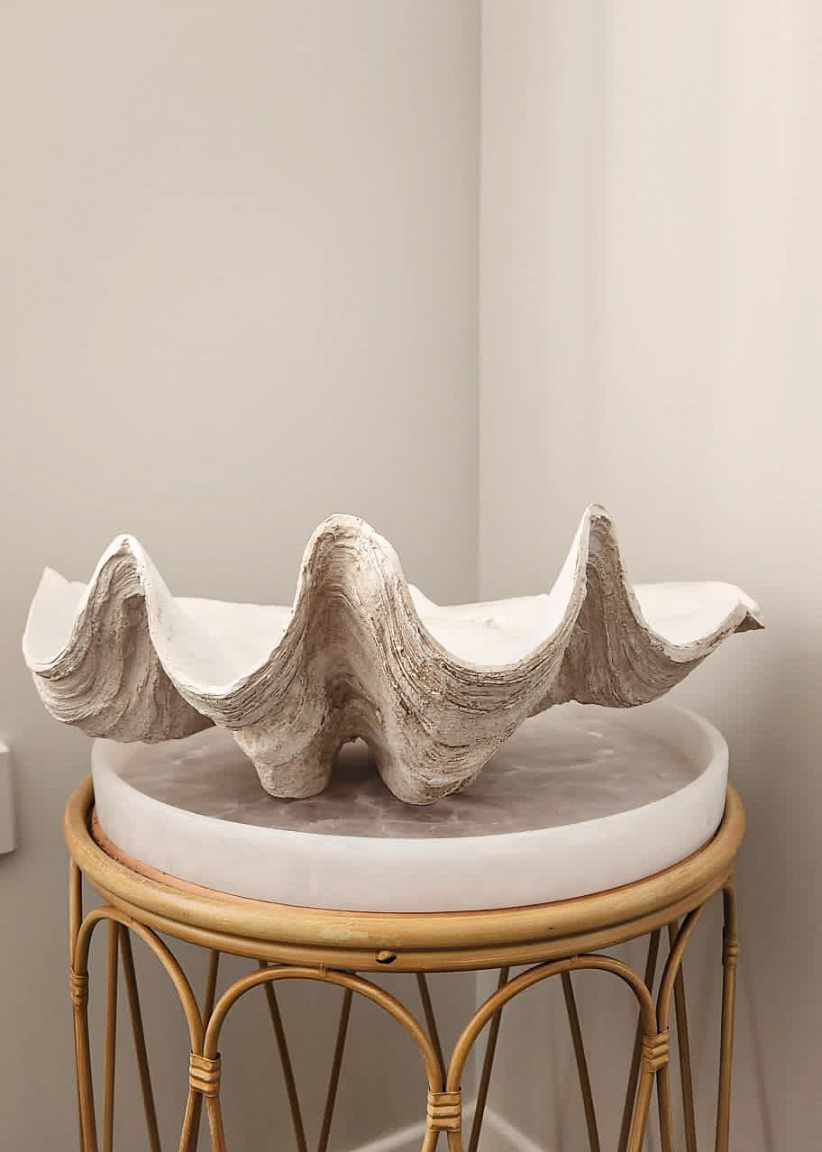 Clam Shell | Medium