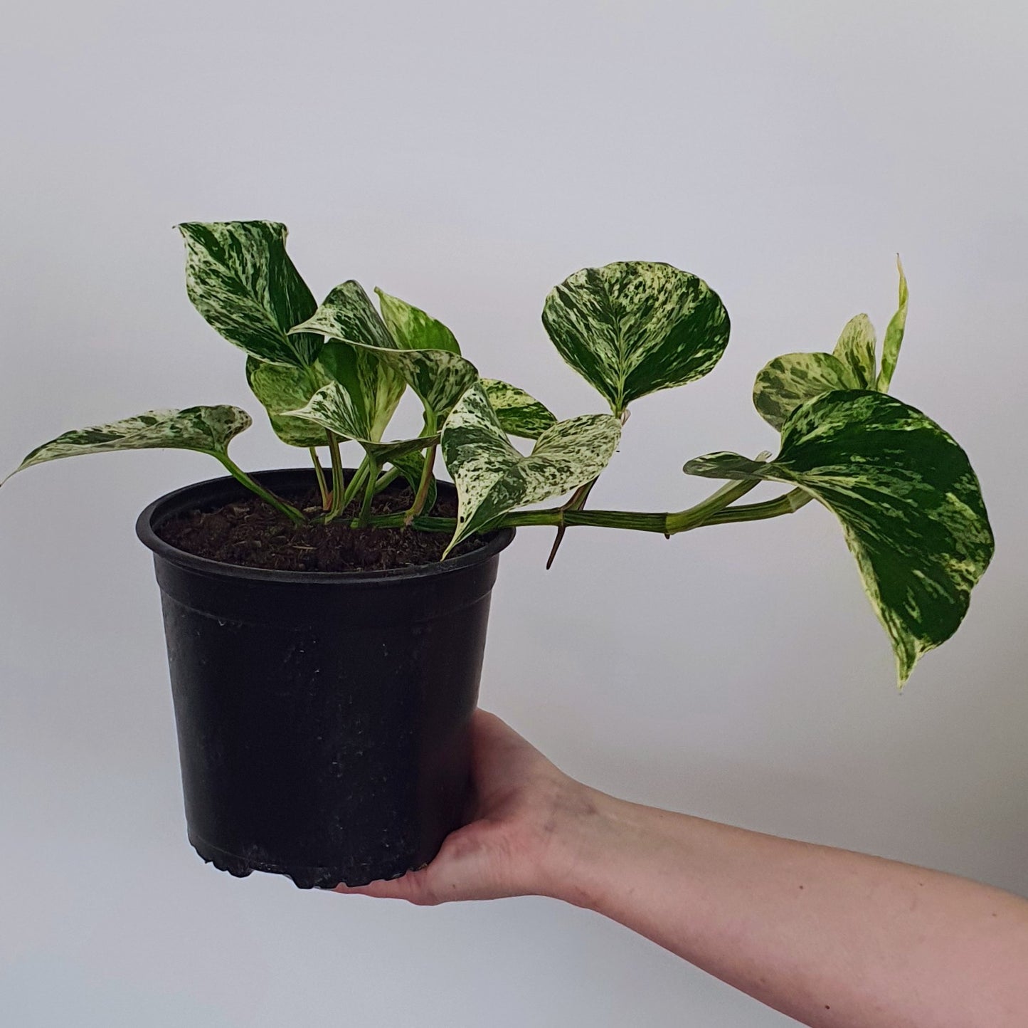 Epipremnum Marble Queen | Indoor Plant