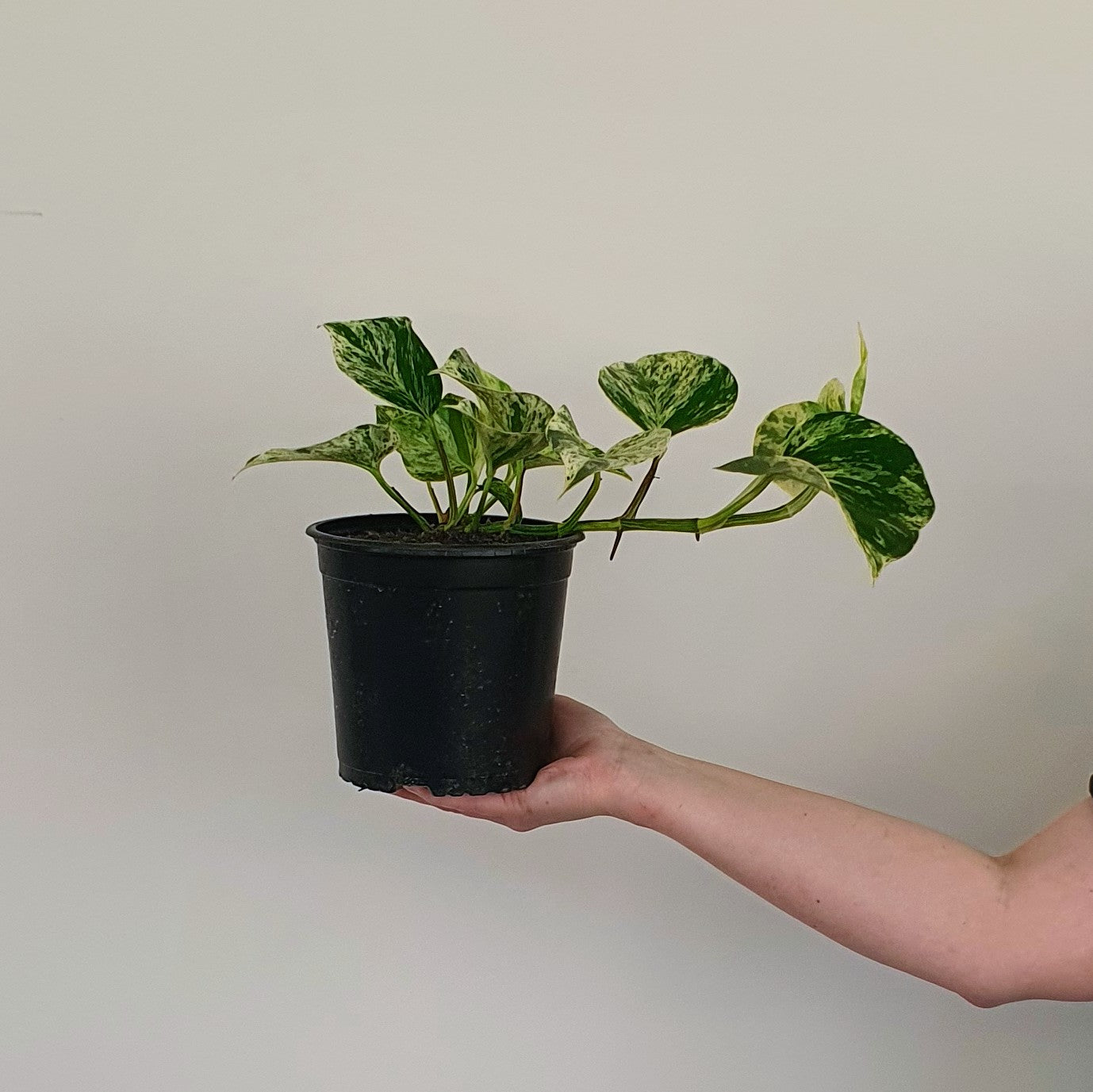 Epipremnum Marble Queen | Indoor Plant