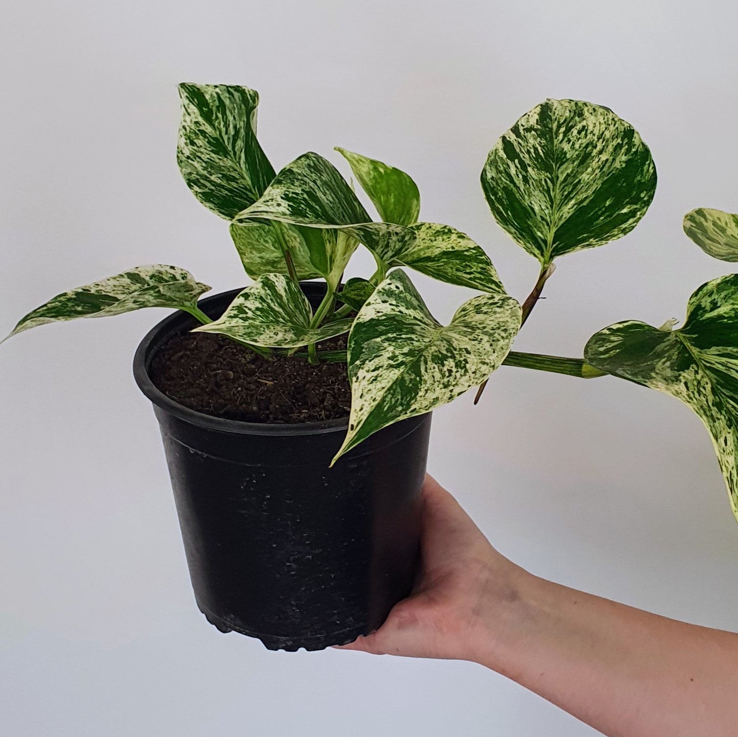 Epipremnum Marble Queen | Indoor Plant