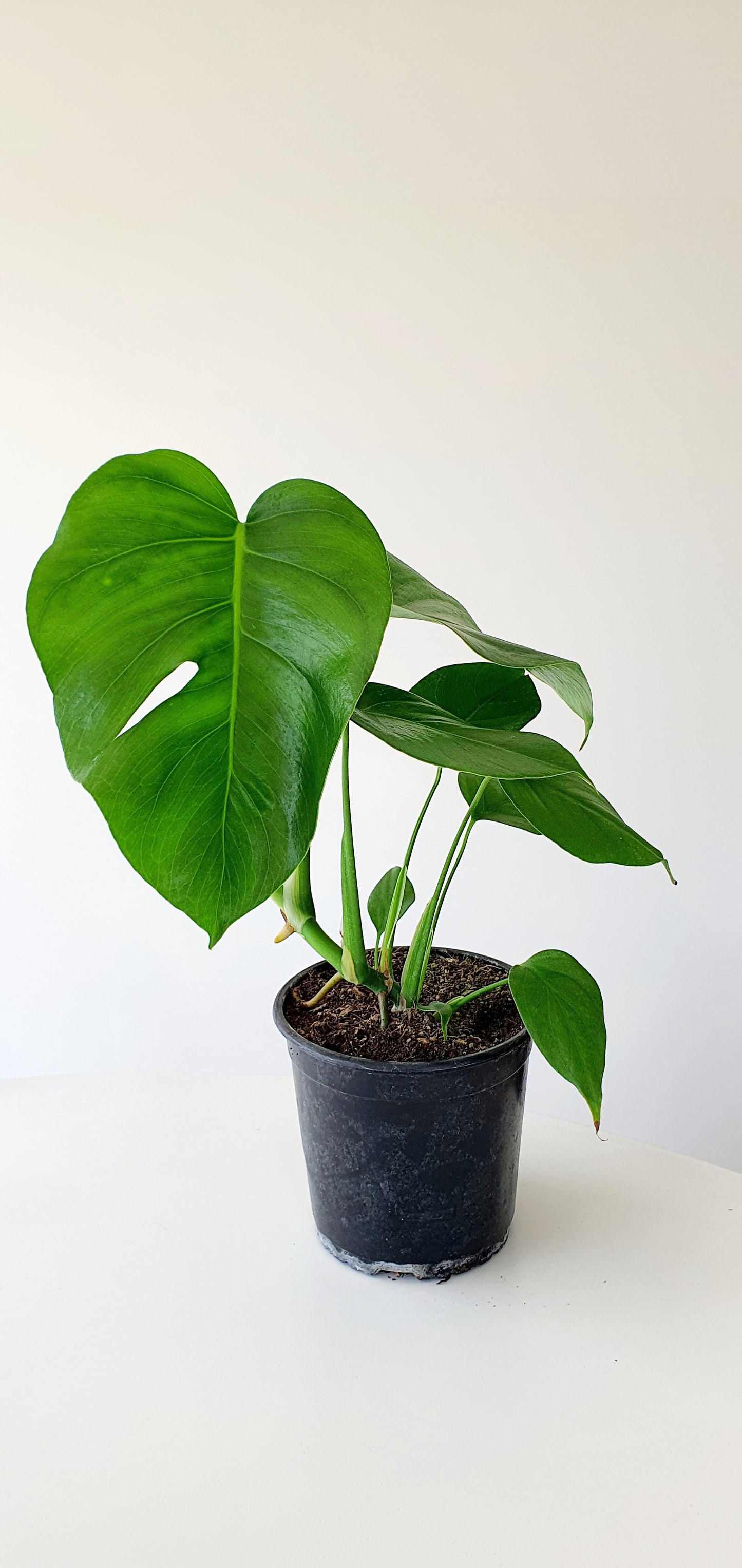 Monstera Deliciosa (Fruit Salad Plant ) | Indoor Plant