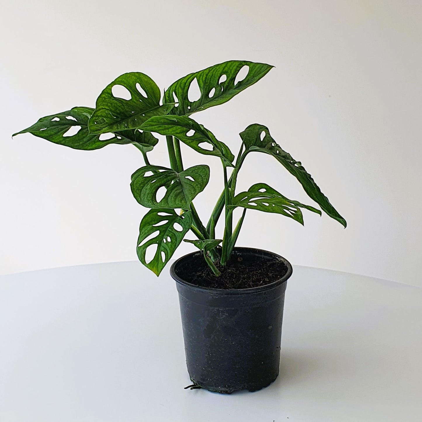 Monstera Monkey Mask | Indoor House Plant