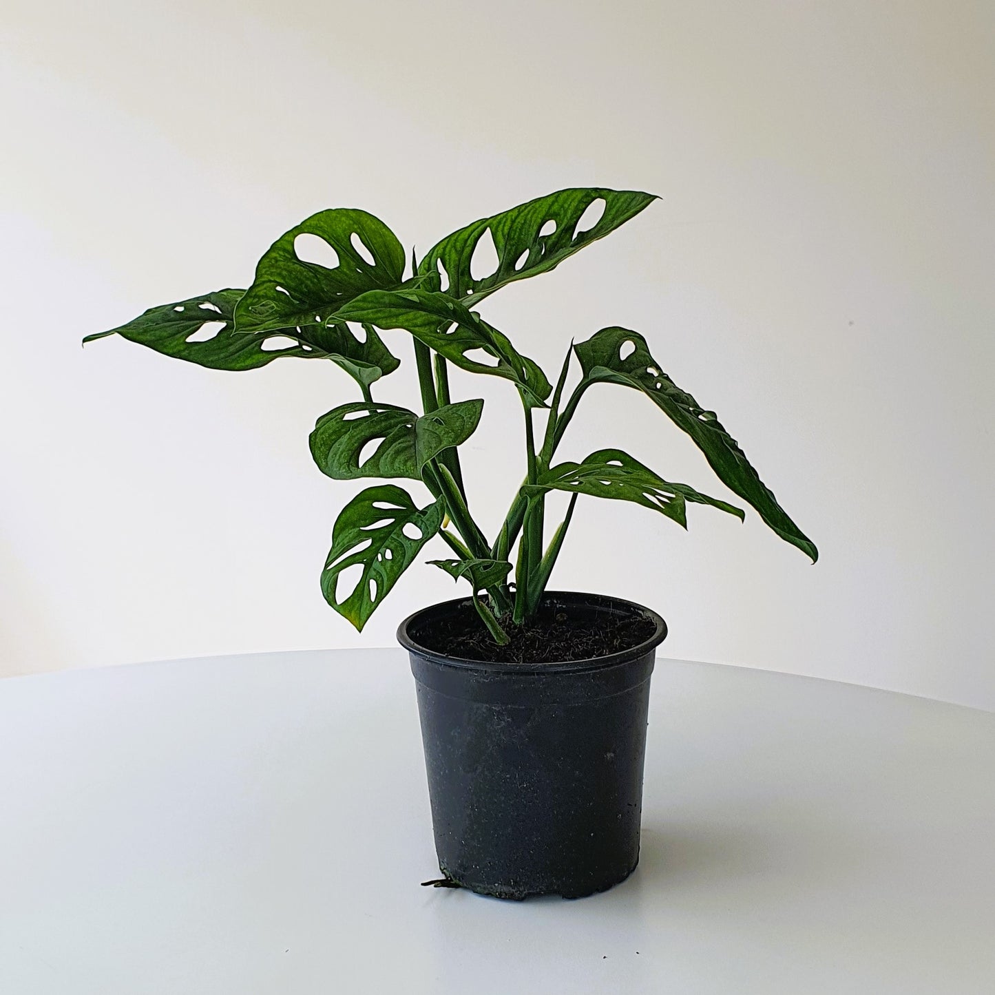 Monstera Monkey Mask | Indoor House Plant