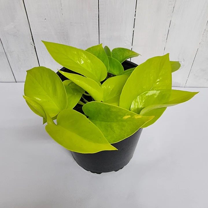 Epiprenum Aureum Gold Neon | Indoor Plant