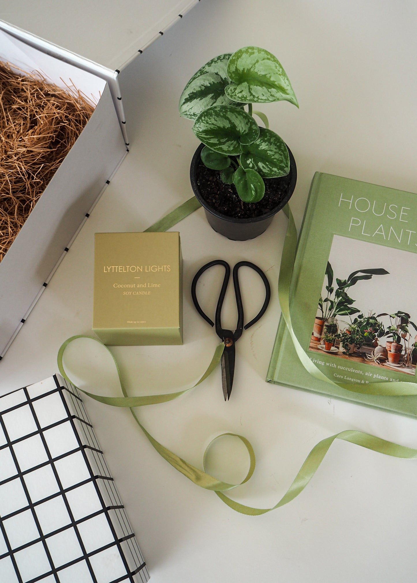 SCINDPSUS SATIN POTHOS | Indoor Plant