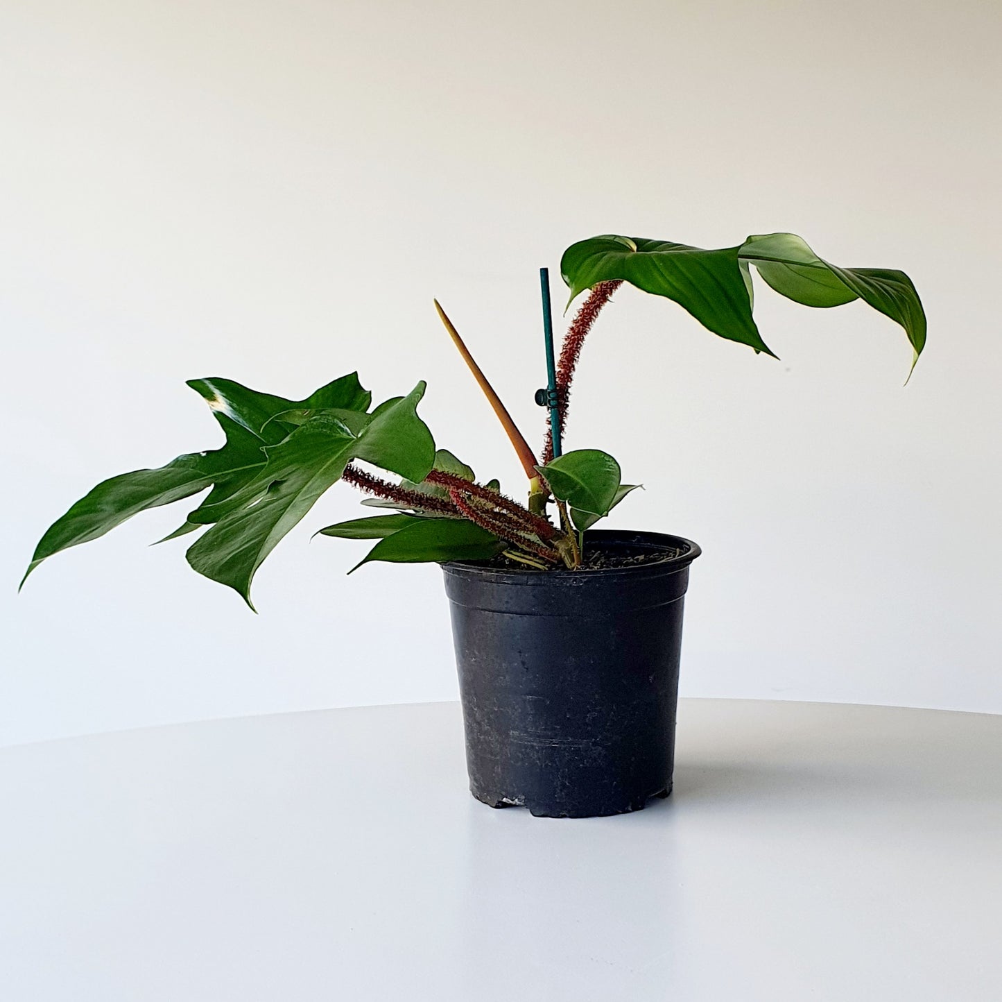 PHILODENDRON SQUAMIFERUM | Indoor House Plant