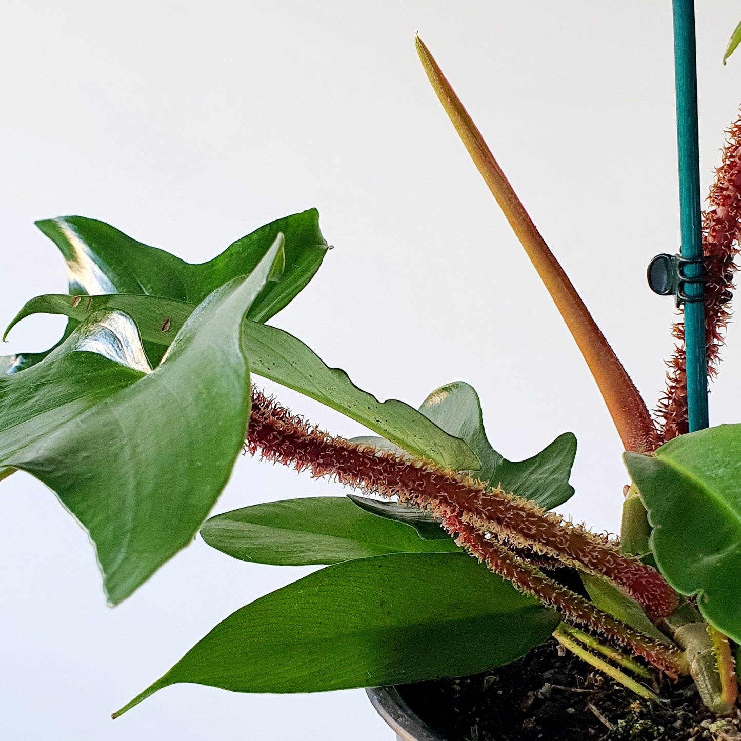 PHILODENDRON SQUAMIFERUM | Indoor House Plant