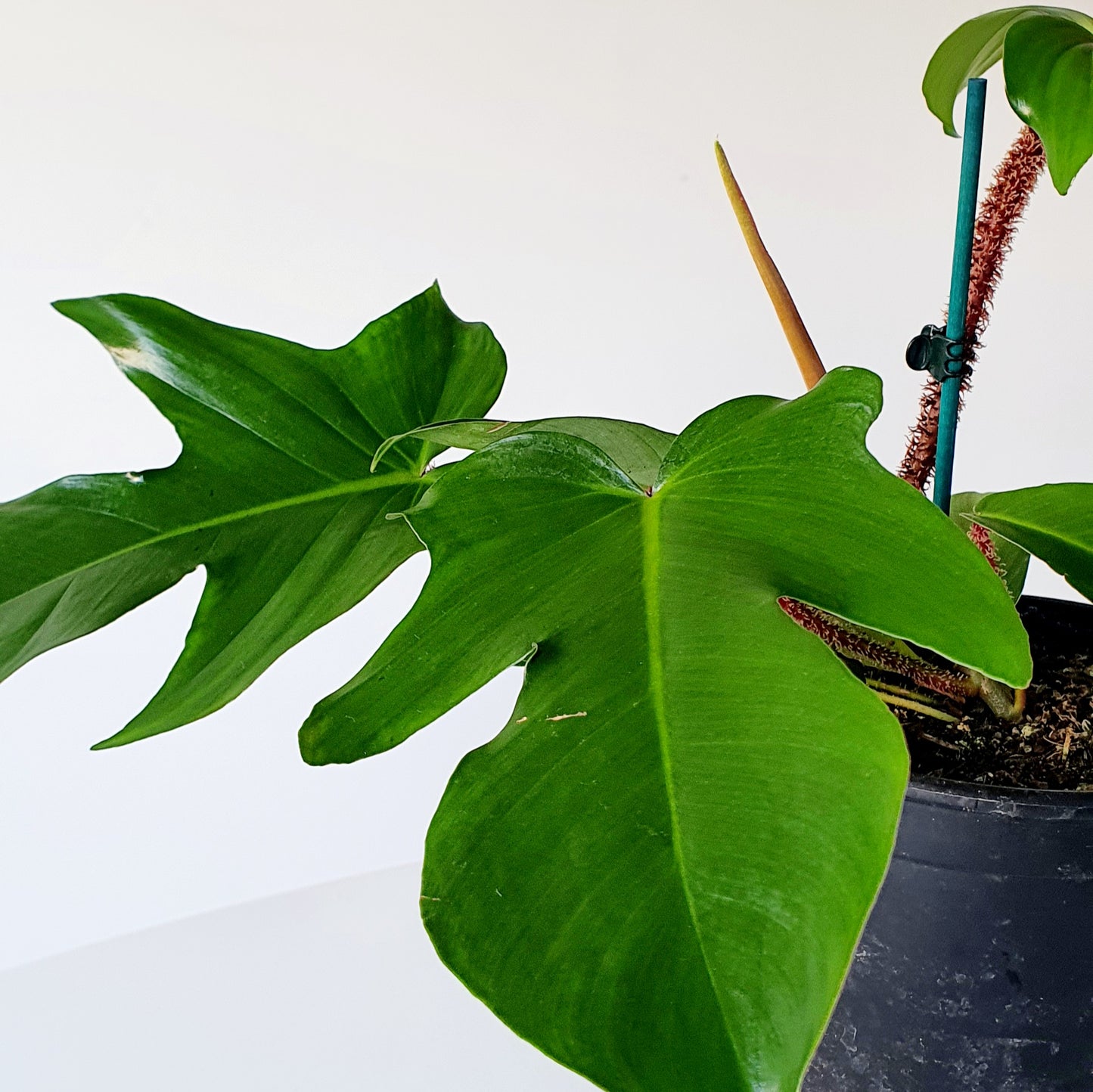 PHILODENDRON SQUAMIFERUM | Indoor House Plant