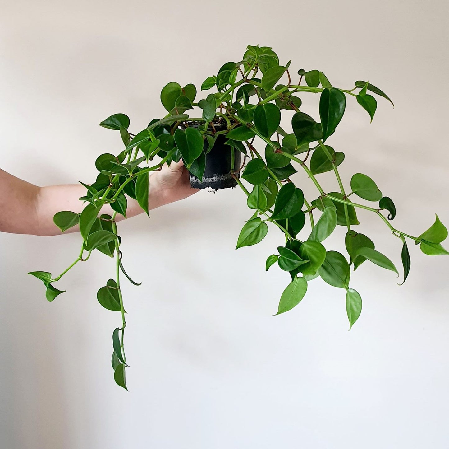 Peperomia Scandens Green | Indoor Plant