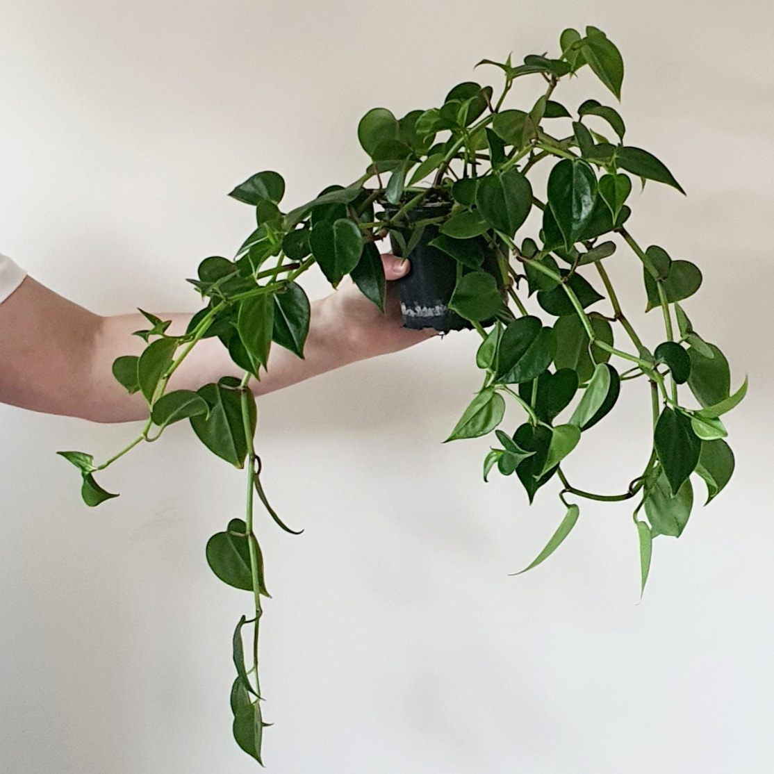 Peperomia Scandens Green  | Indoor Plant