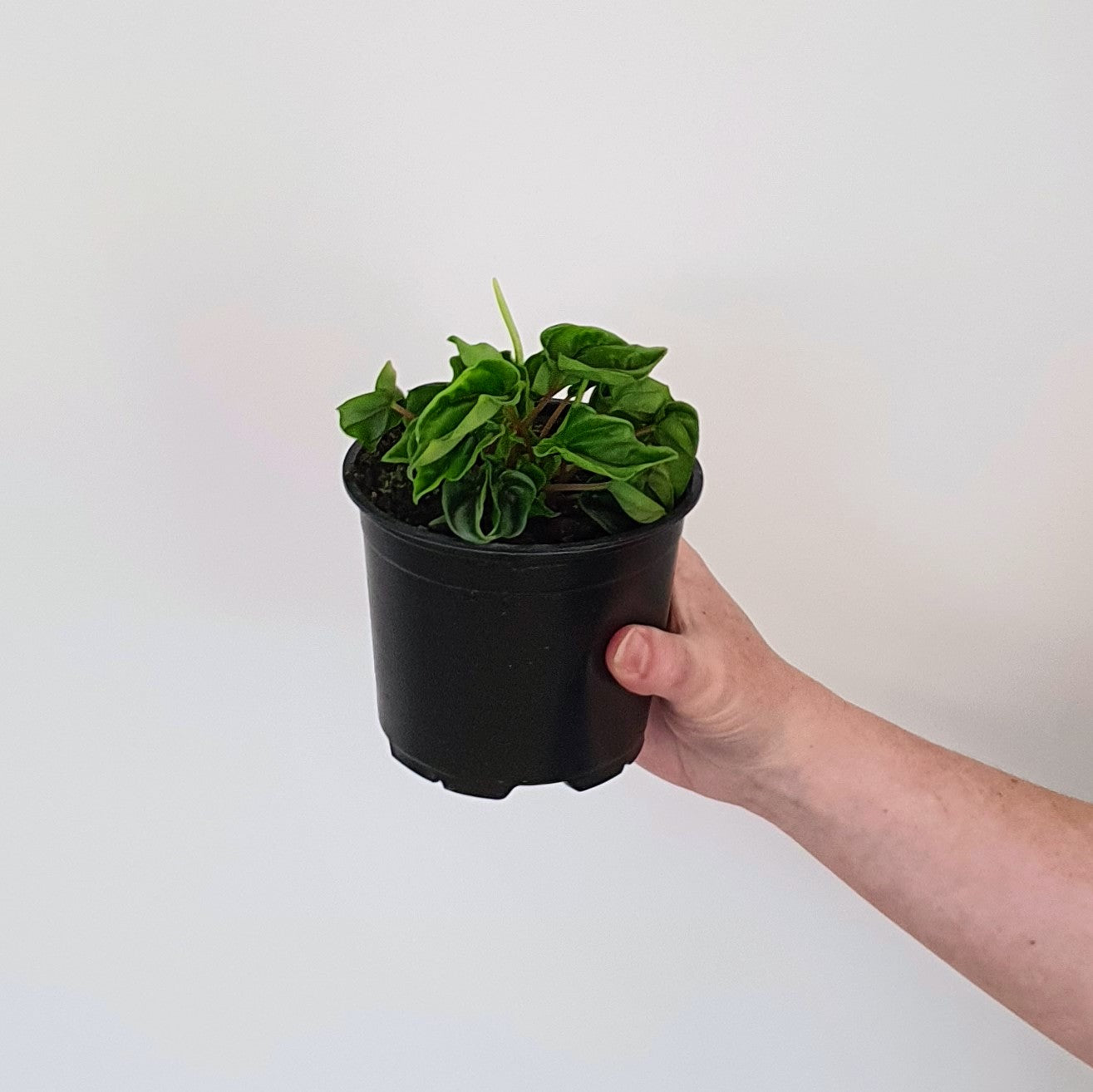 Peperomia Wavy Gravy | Indoor Plant