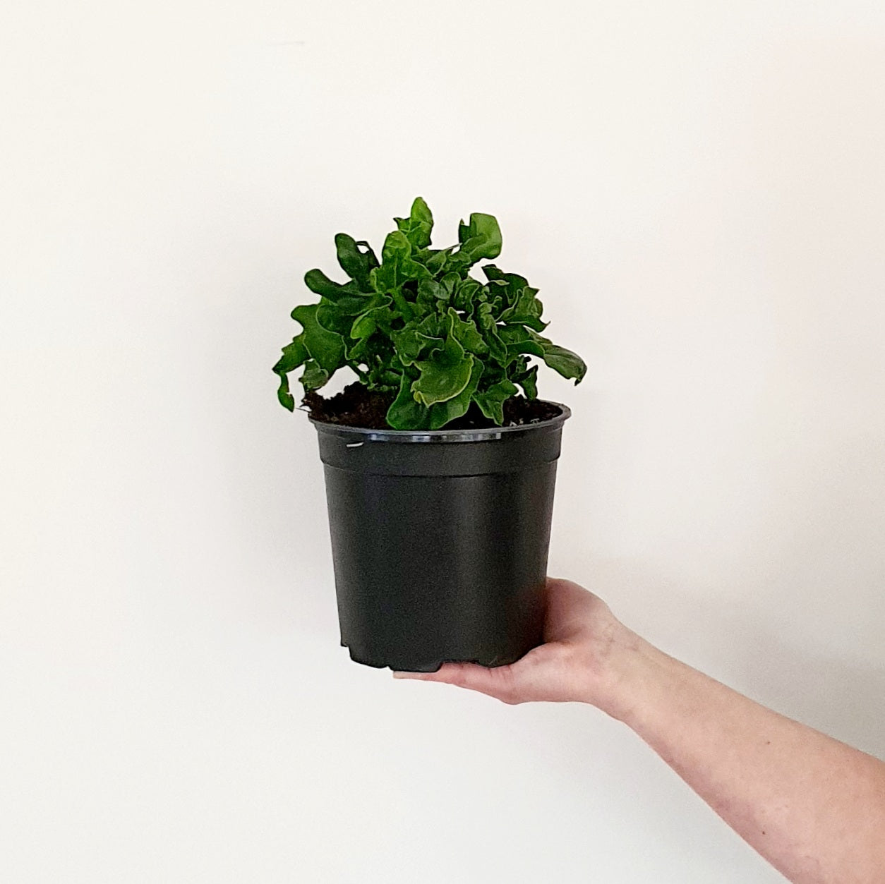Philodendron Atom | Indoor Plant