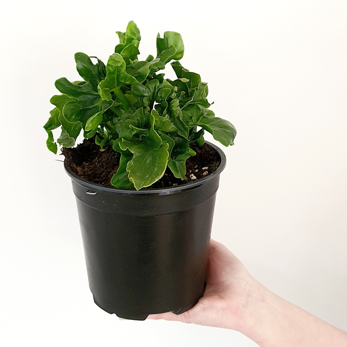 Philodendron Atom | Indoor Plant