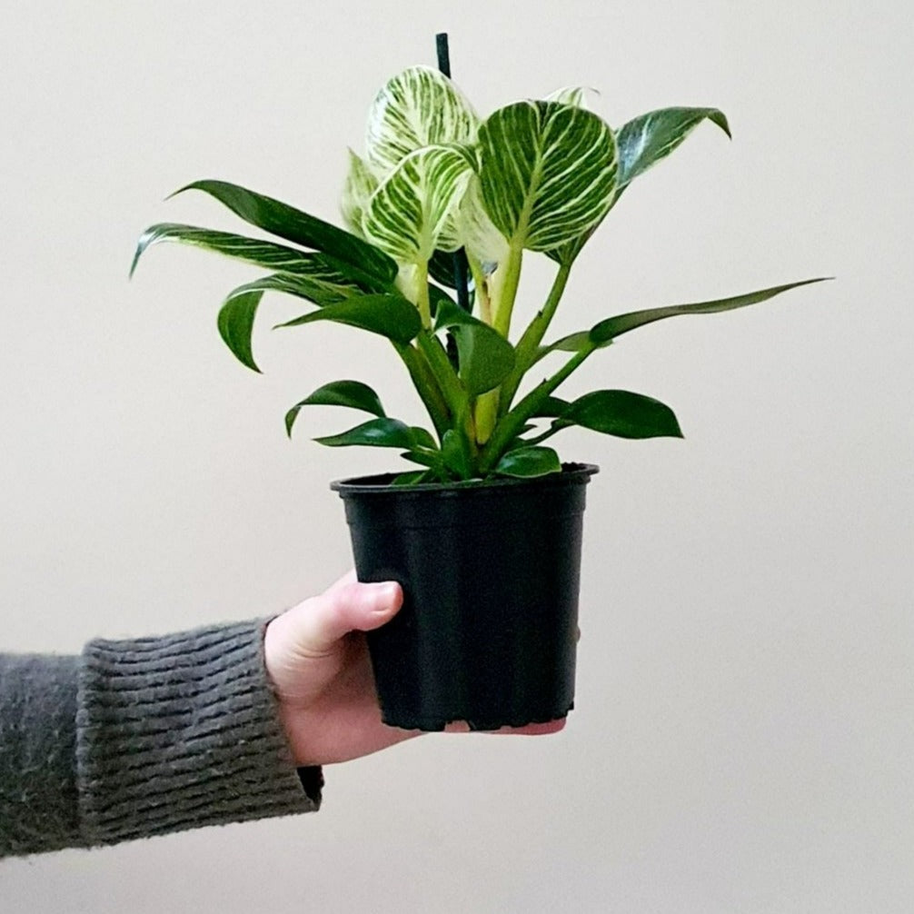 Philodendron Birkin | Indoor Plant
