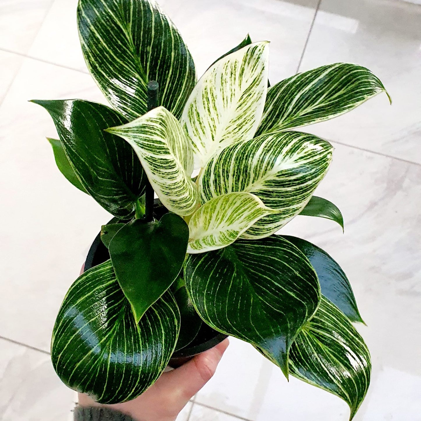 Philodendron Birkin | Indoor Plant