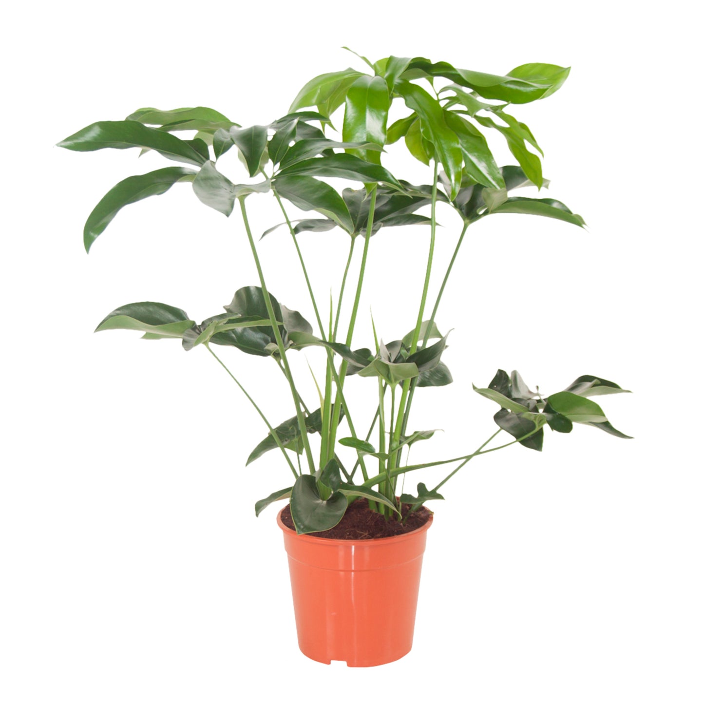 Philodendron Goeldii (Finger Leaf) | Indoor Plant