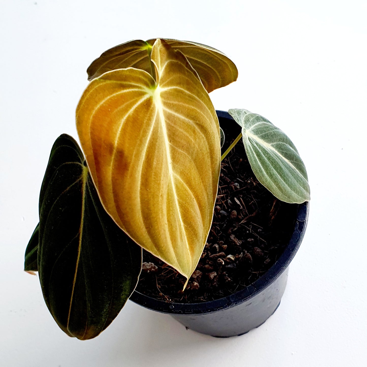 Philodendron Melanochrysum | Indoor House Plant