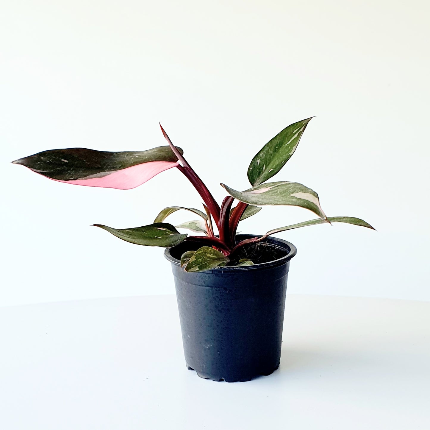 Philodendron Pink Princess | Indoor Plant