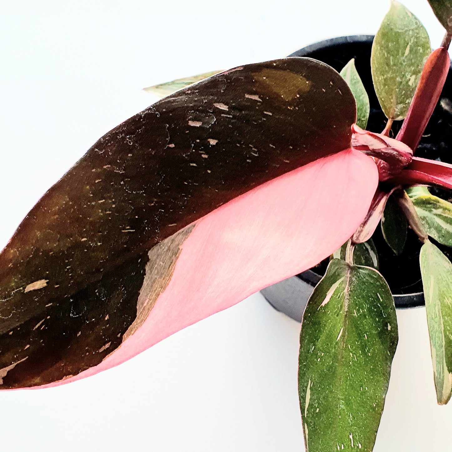 Philodendron Pink Princess | Indoor Plant
