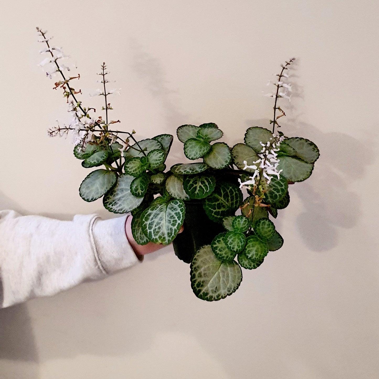 Plectranthus 'Emerald Lace | Indoor Plant