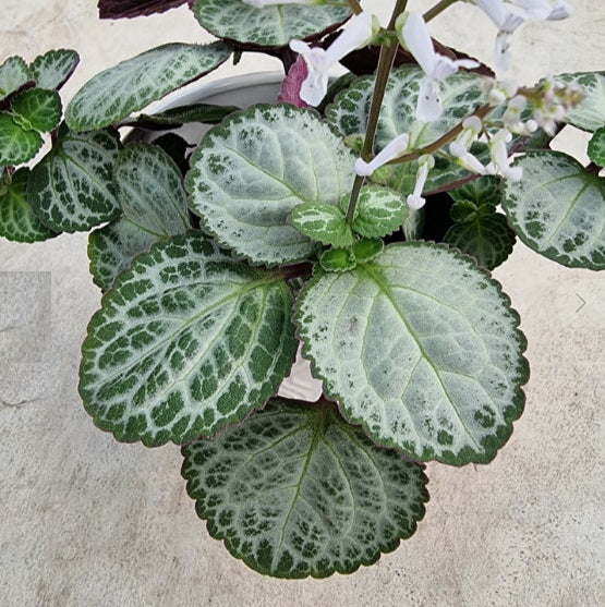 Plectranthus 'Emerald Lace | Indoor Plant