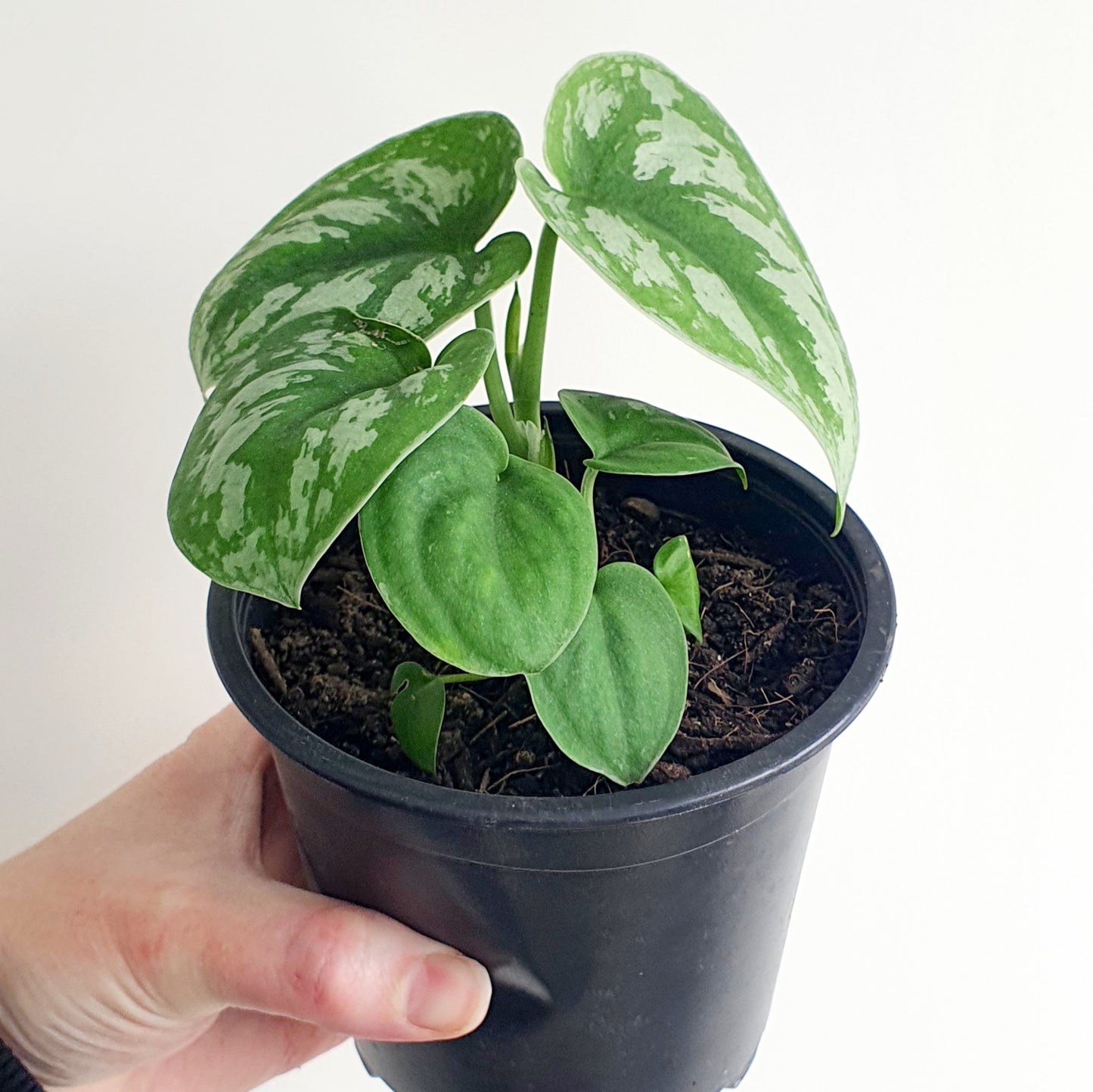 SCINDPSUS SATIN POTHOS | Indoor Plant
