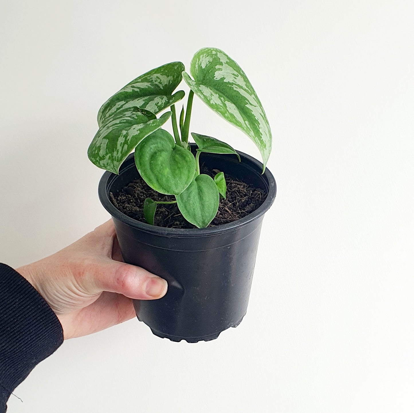 SCINDPSUS SATIN POTHOS | Indoor Plant
