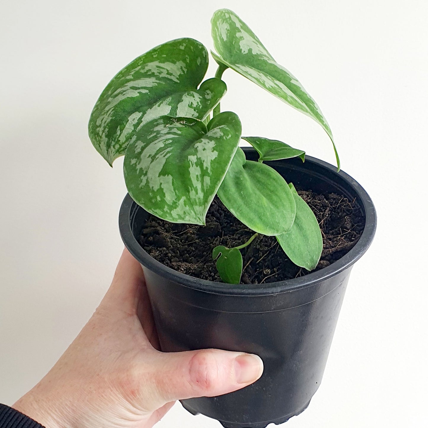 SCINDPSUS SATIN POTHOS | Indoor Plant