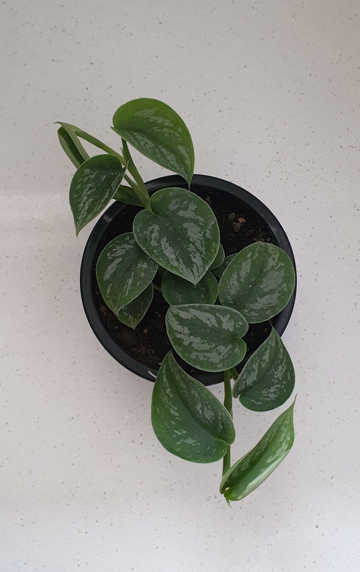 SCINDPSUS SATIN POTHOS | Indoor Plant
