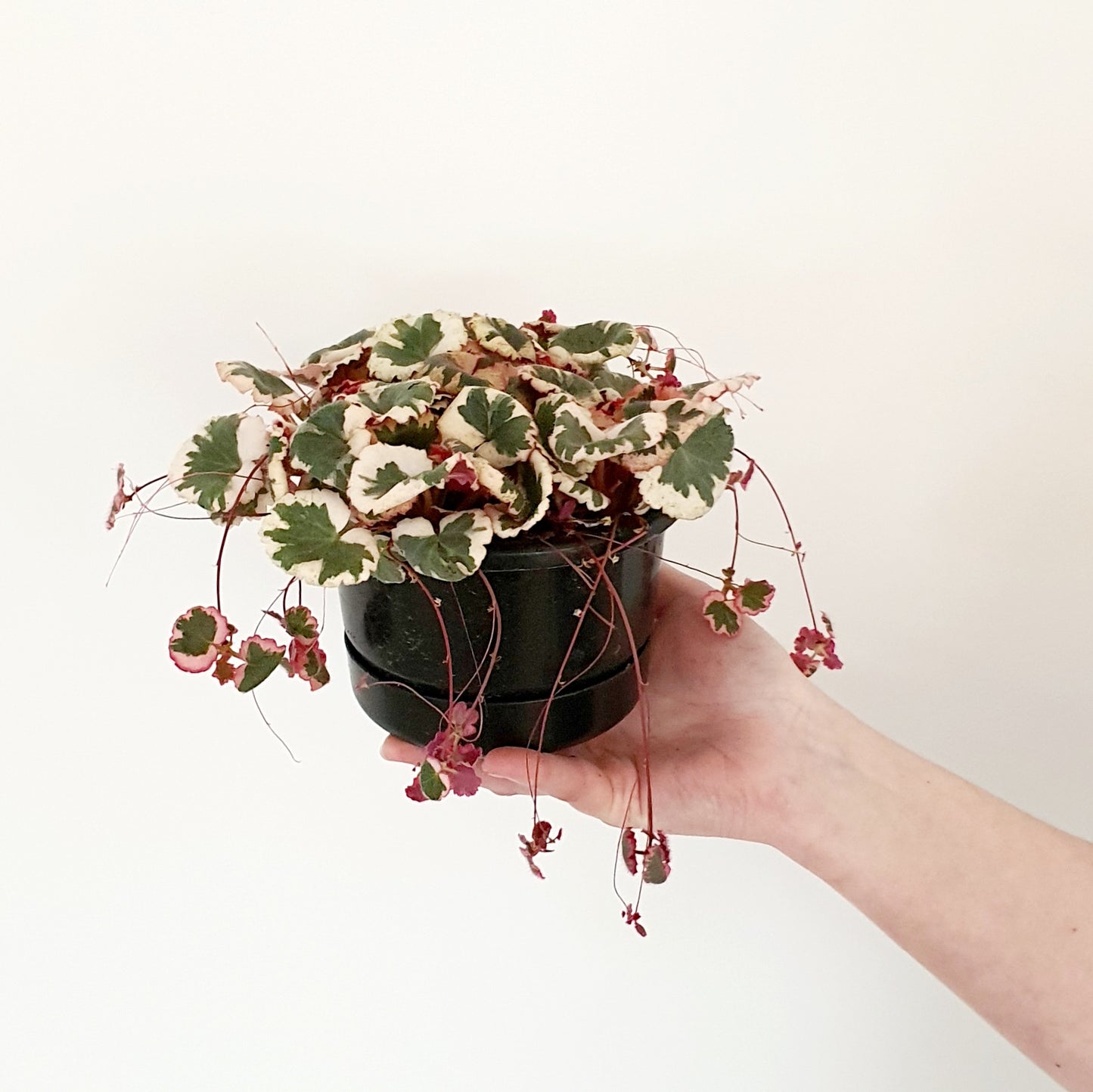 Strawberry Begonia | Indoor Plant