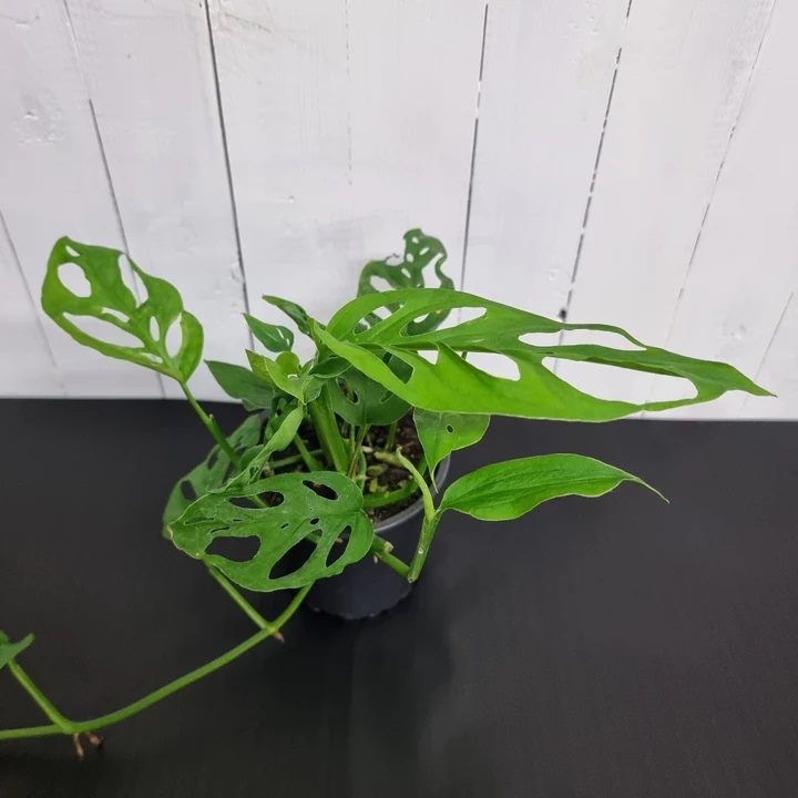 Monstera Adansonii "Swiss Cheese Vine" | Indoor Plant