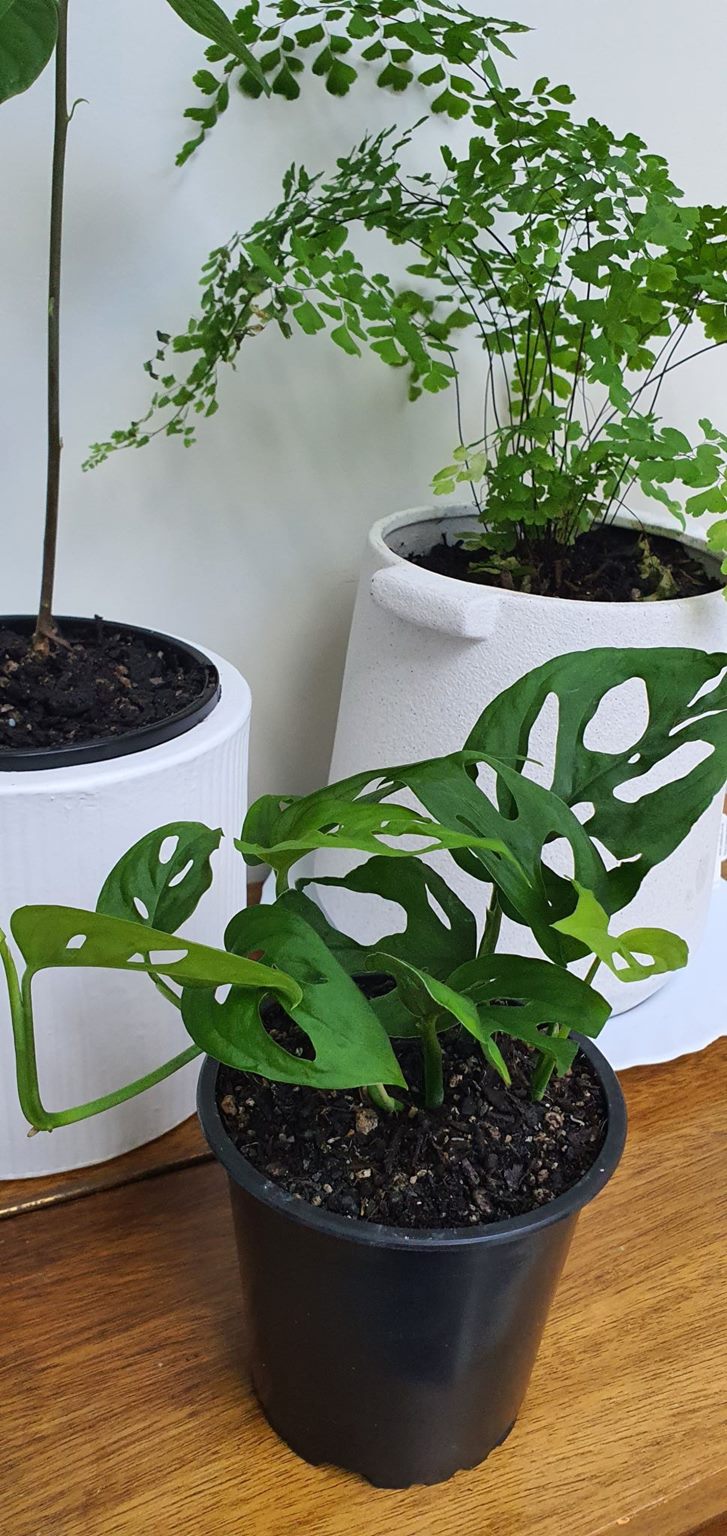 Monstera Adansonii "Swiss Cheese Vine" | Indoor Plant