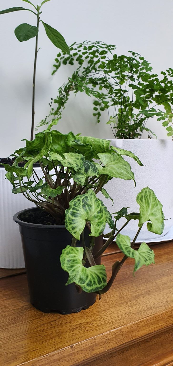 Syngonium Batik | Indoor Plant