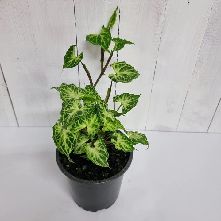 Syngonium Batik | Indoor Plant